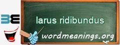 WordMeaning blackboard for larus ridibundus